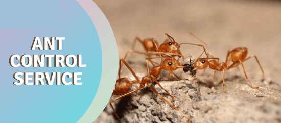Ant Control Service-Marks Pest Control
