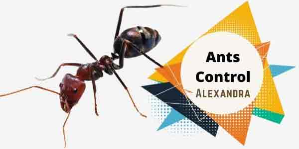 Ants control Alexandra
