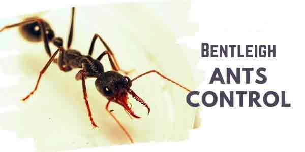 Ants control Bentleigh