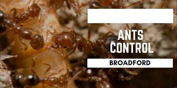 Ants control Broadford