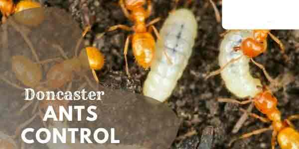 Ants control Doncaster