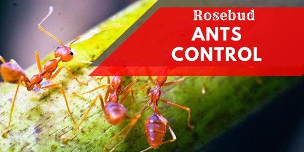 Ants control Rosebud