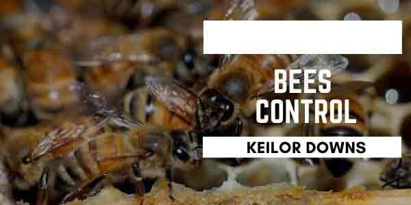 Bees control