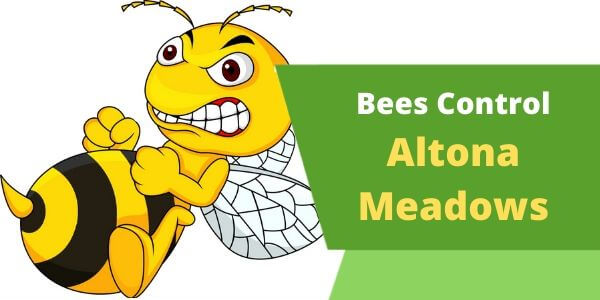 Bees control Altona Meadows