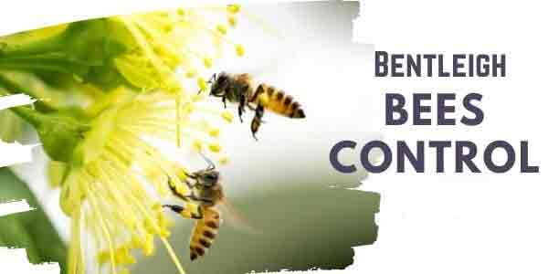 Bees control Bentleigh