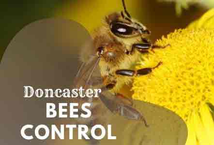 Bees control Doncaster