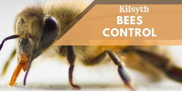 Bees control Kilsyth