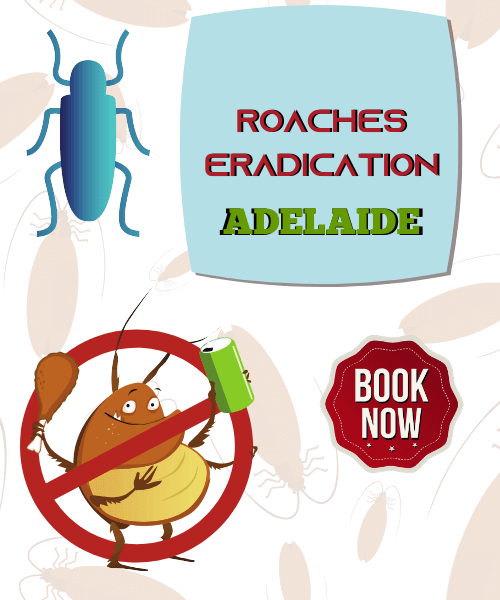 COCKROACH CONTROL ADELAIDE