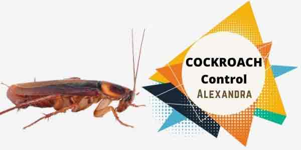 Cockroach control Alexandra