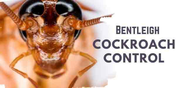 Cockroach control Bentleigh