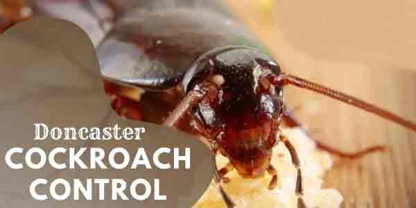 Cockroach control Doncaster