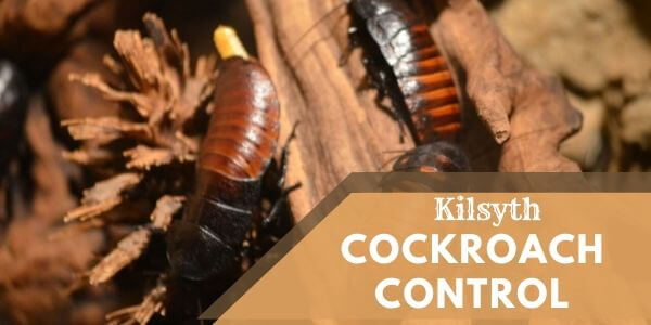Cockroach control Kilsyth