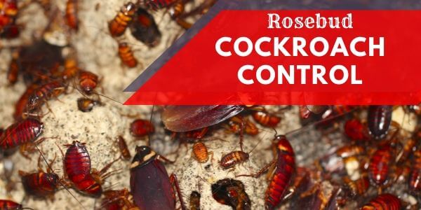 Cockroach control Rosebud