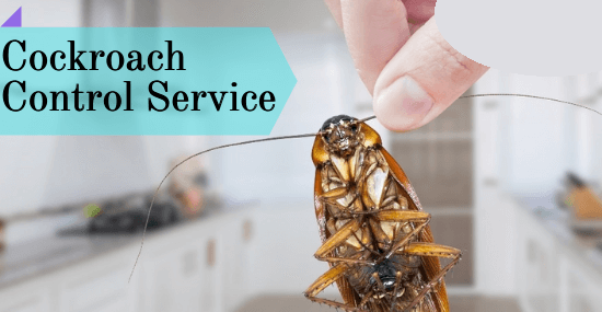 Cockroaches Control Service-Marks Pest Control
