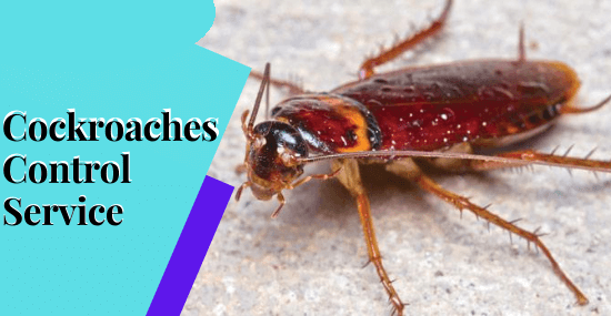 Cockroaches Control Service-Marks Pest Control Service