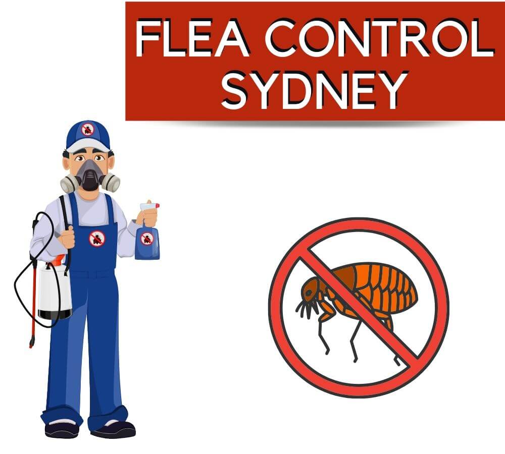 FLEA INFESTATION CONTROL SYDNEY