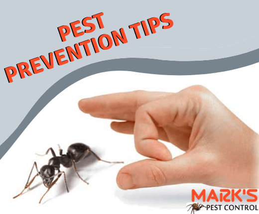 How to protect your property from pests-Marks Pest Control
