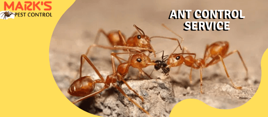 Marks Ant Control Service