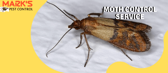Marks Moth Control Service