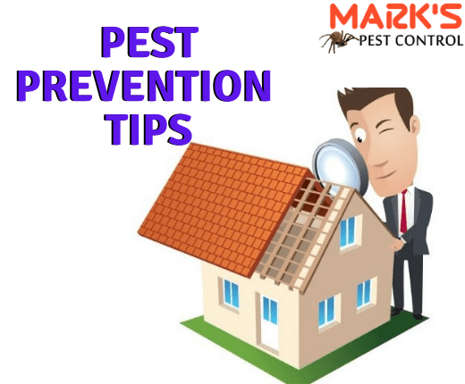 Marks Pest Prevention Tips