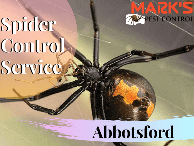 Marks Spider Control Service- Pest Control Abbotsford