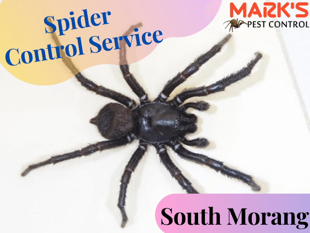 Marks Spider Control Service- Pest Control South Morang