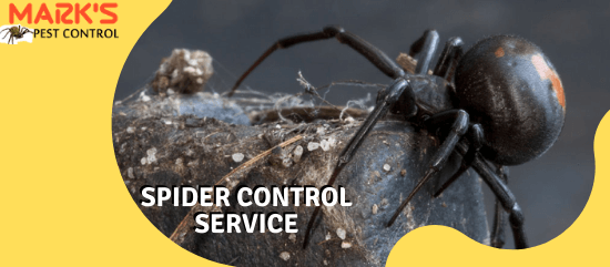 Marks Spider Control Service