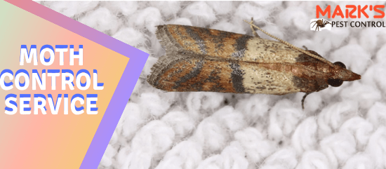 Moth Control Service-Marks Pest Control