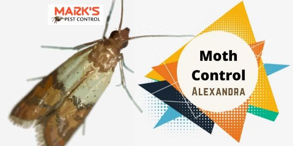 Moth control Alexandra
