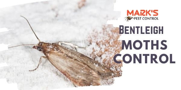 Moth control Bentleigh