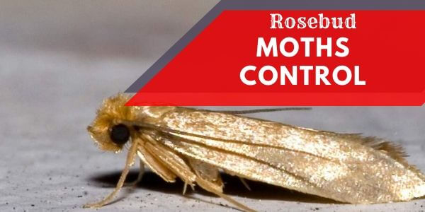 Moth control Rosebud