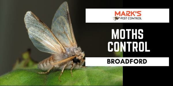 Moths control Broadford