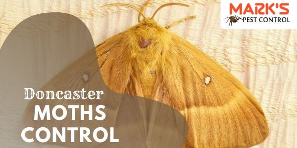 Moths control Doncaster