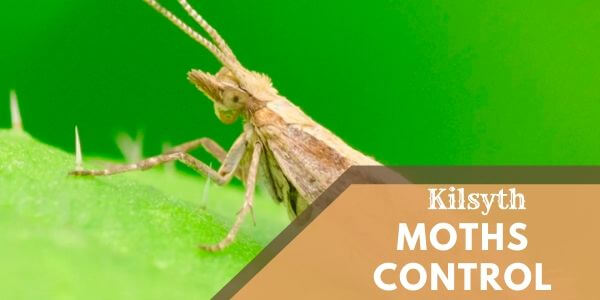 Moths control Kilsyth