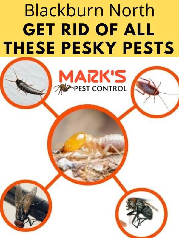 Pest Control Blackburn North