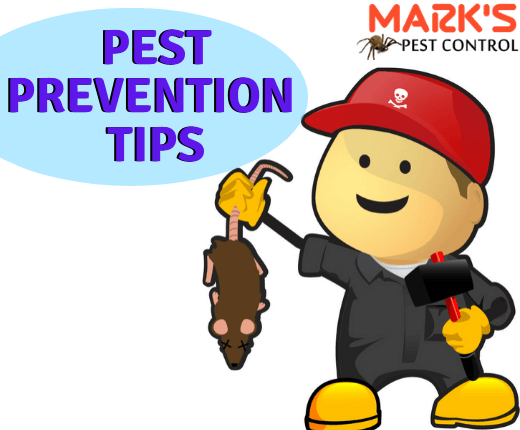 Pest Prevention Tips-Marks Pest Control