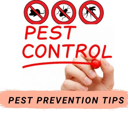 Cockroach Pest Control Services in Drouin