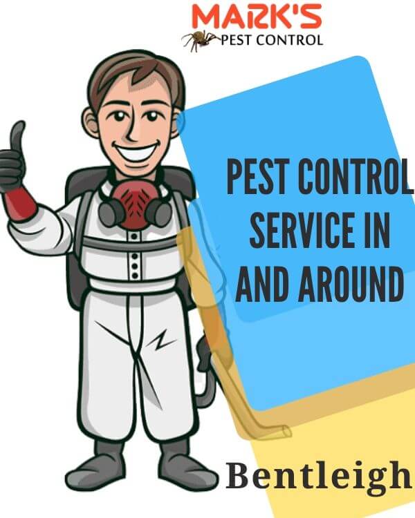 Pest control Bentleigh