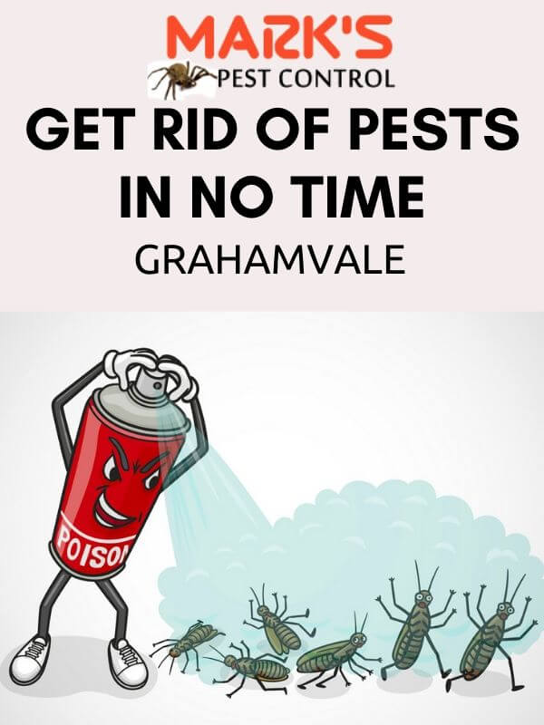 Pest control Grahamvale