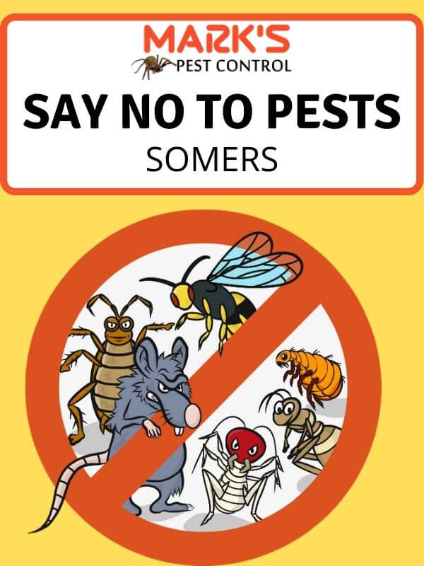 Pest Control Somers