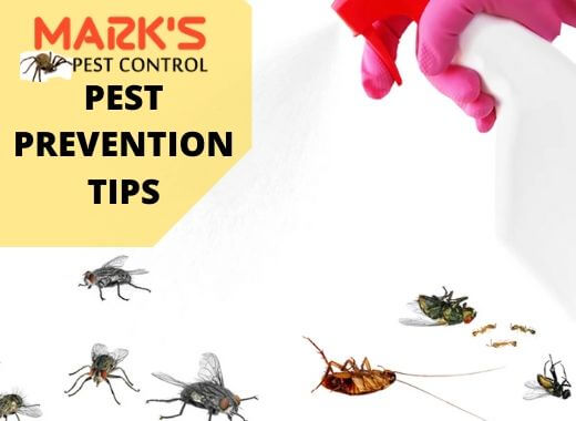Pest prevention Tips