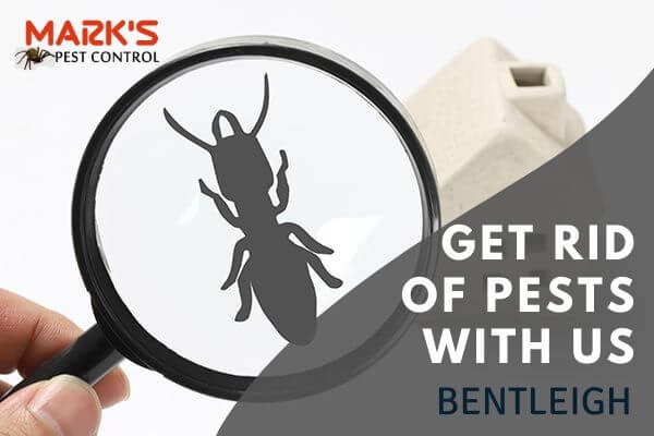 Professional pest control Bentleigh