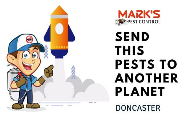 Professional pest control Doncaster