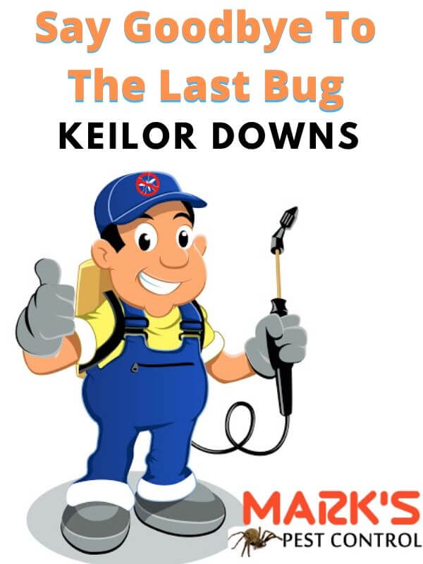 Professional pest control Keilor Downs