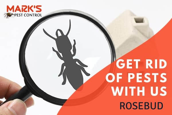 Professional pest control Rosebud