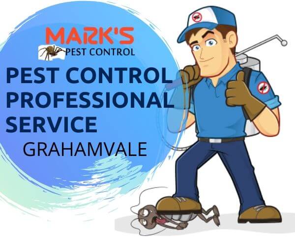 Professional pest control service