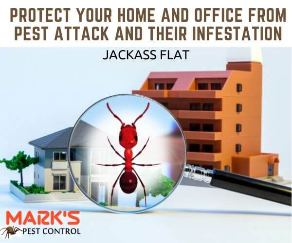 Residential and commercial pest control jackass Flat