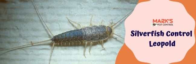 Silverfish Control&nbsp;Leopold