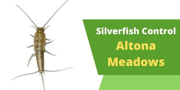 Silverfish control Altona Meadows