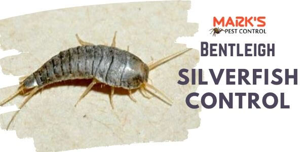 Silverfish control Bentleigh